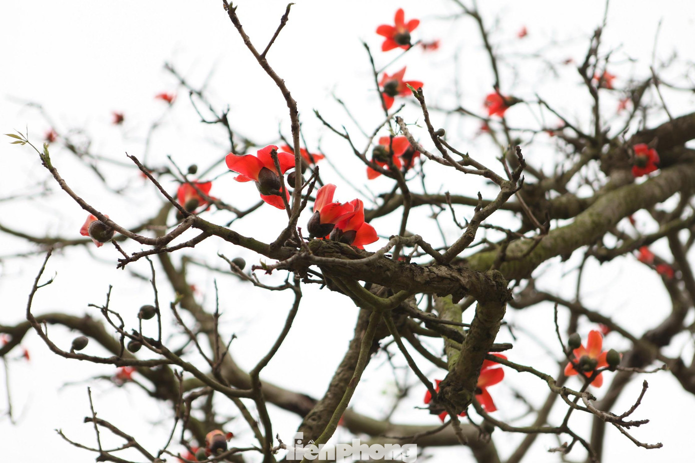 Thời điểm này, cây gạo cổ thụ ở xã Tam Giang đang bung nở đỏ rực bên sông, tạo nên khung cảnh lãng mạn.