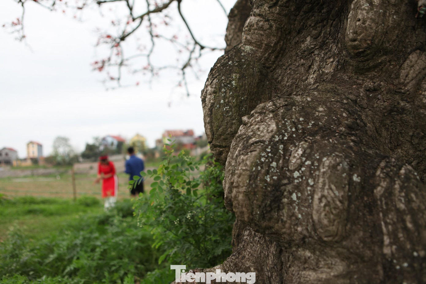 Theo người dân địa phương, cây gạo ở xã Tam Giang có tuổi đời khoảng 100 năm