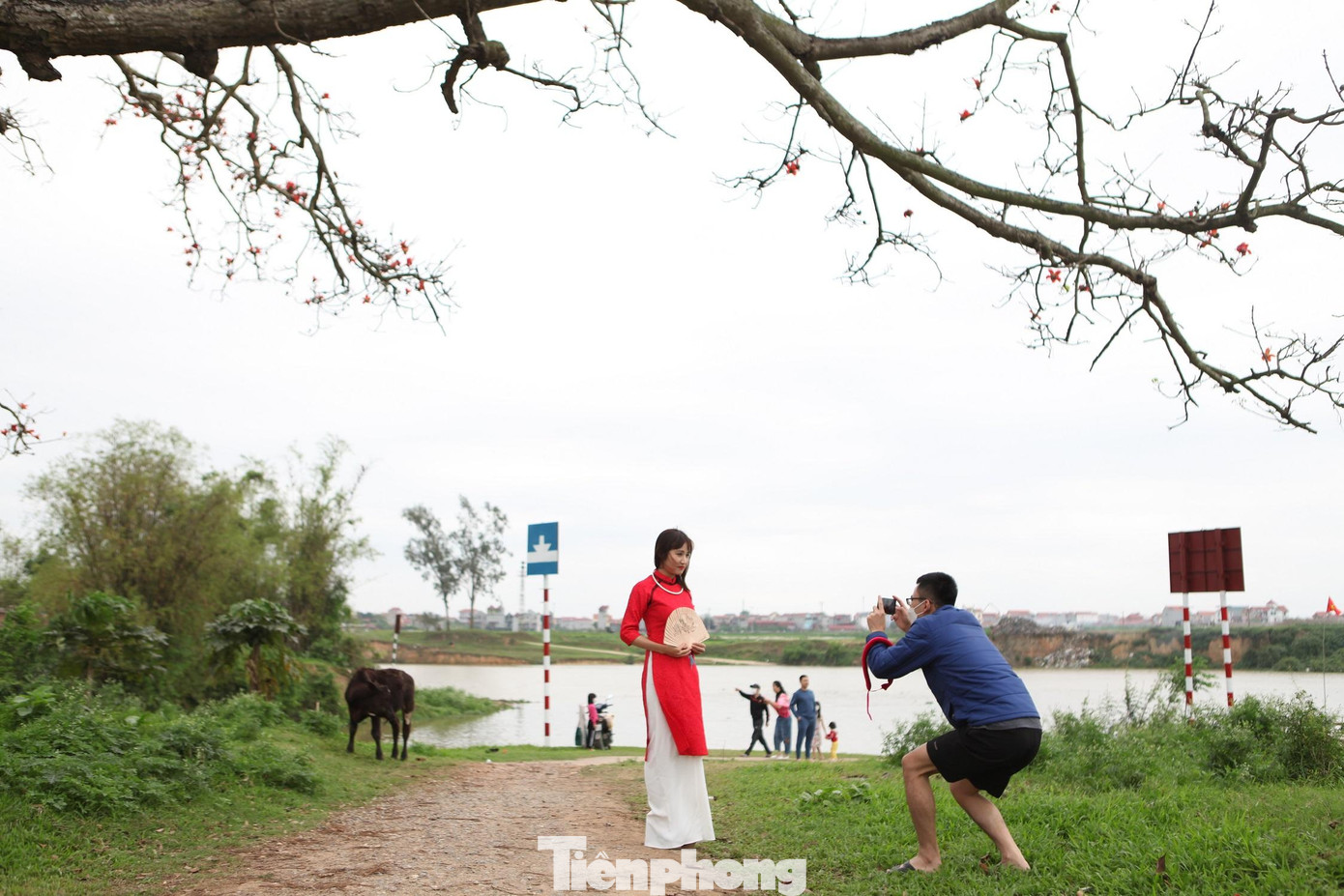 Cây gạo ở xã Tam Giang, nơi các nhân vật chính chọn làm địa điểm hẹn hò, tụ tập trong phim &quot;Cô gái nhà người ta&quot;, nay trở thành địa điểm tham quan, dã ngoại của nhiều du khách vào thời điểm này.