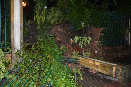 Cây cổ thụ bật gốc, xô đổ tường rào Thảo Cầm Viên Sài Gòn ảnh 5