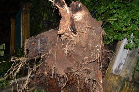 Cây cổ thụ bật gốc, xô đổ tường rào Thảo Cầm Viên Sài Gòn ảnh 8