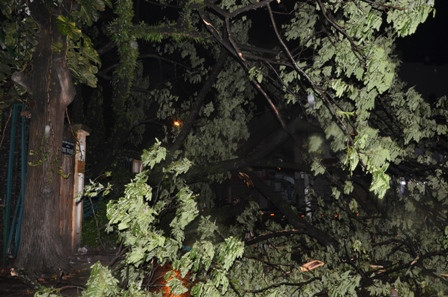 Cây cổ thụ bật gốc, xô đổ tường rào Thảo Cầm Viên Sài Gòn ảnh 1