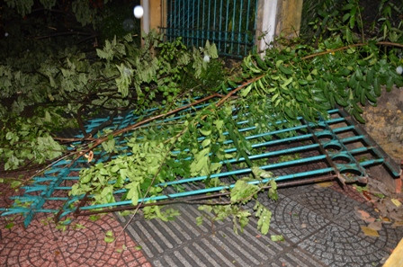 Cây cổ thụ bật gốc, xô đổ tường rào Thảo Cầm Viên Sài Gòn ảnh 6