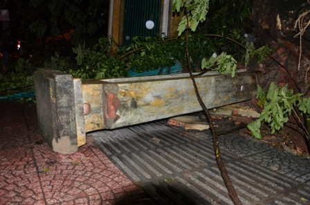 Cây cổ thụ bật gốc, xô đổ tường rào Thảo Cầm Viên Sài Gòn ảnh 7