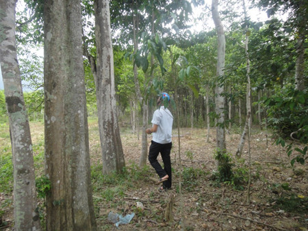 Giật mình với những 'tỷ phú' chân đất làm giàu nhờ gió trầm ảnh 5