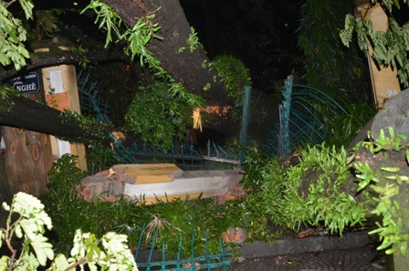 Cây cổ thụ bật gốc, xô đổ tường rào Thảo Cầm Viên Sài Gòn ảnh 2