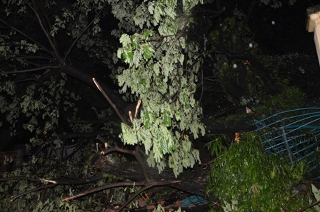 Cây cổ thụ bật gốc, xô đổ tường rào Thảo Cầm Viên Sài Gòn ảnh 3