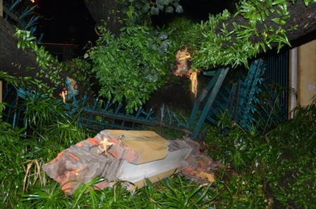 Cây cổ thụ bật gốc, xô đổ tường rào Thảo Cầm Viên Sài Gòn ảnh 4