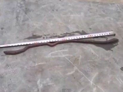 Con giun đất khổng lồ dài đến nửa mét