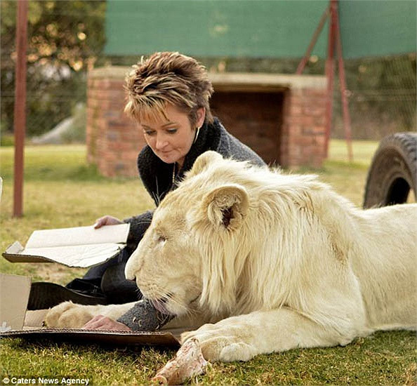 Timba thích được nằm thư giãn bên chủ nhân những lúc cô rảnh rỗi