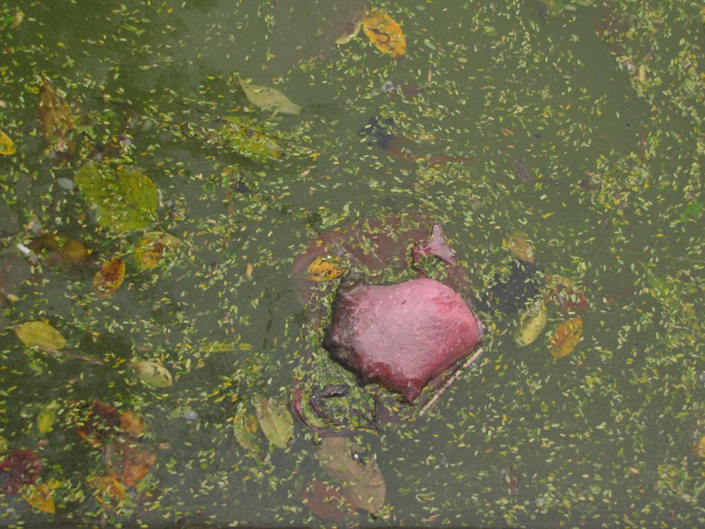 Một số người vô ý thức vứt luôn túi ni lon xuống nước