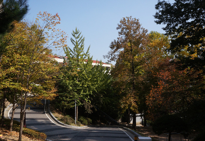 Sắc vàng ở Đại học Korea, thủ đô Seoul