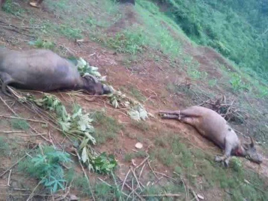 Sét 'đồ sát' 6 con trâu, người chăn bất tỉnh ảnh 2