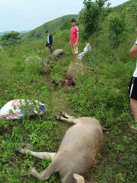 Sét 'đồ sát' 6 con trâu, người chăn bất tỉnh ảnh 1