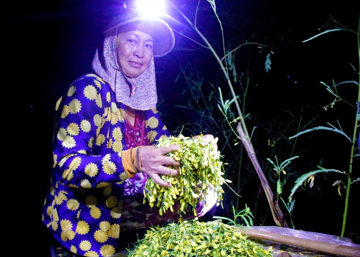 Xuyên đêm hái bông điên điển ảnh 1