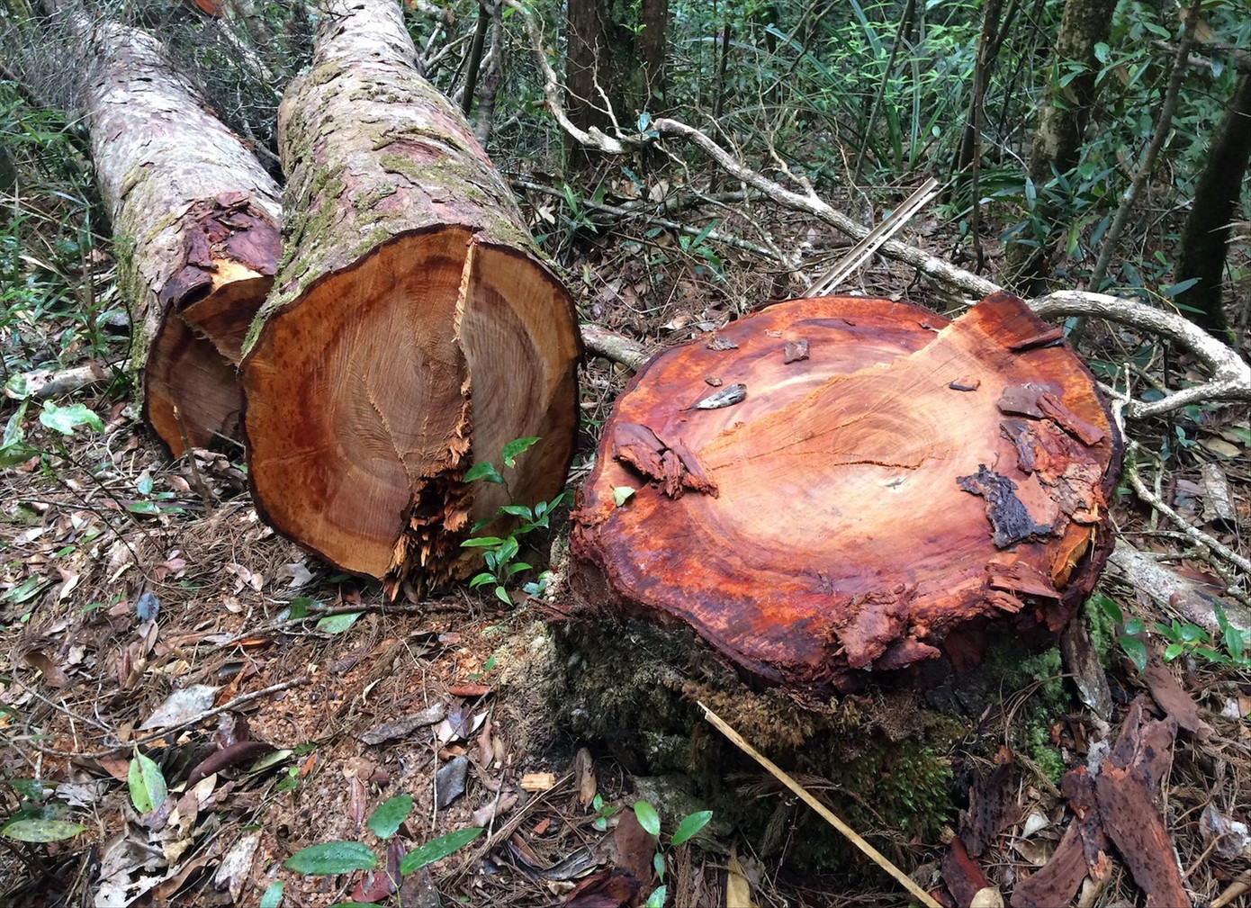 Choáng váng, lâm tặc băm nát rừng Kon Plong: Chốt bảo vệ có cũng như không ảnh 1