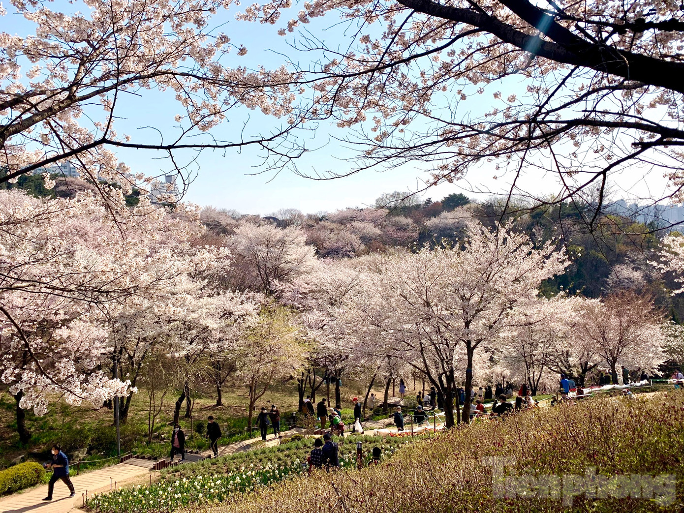 Du khách tham quan hoa anh đào vào đầu tháng 4/2024. Ảnh: Thanh Lại.