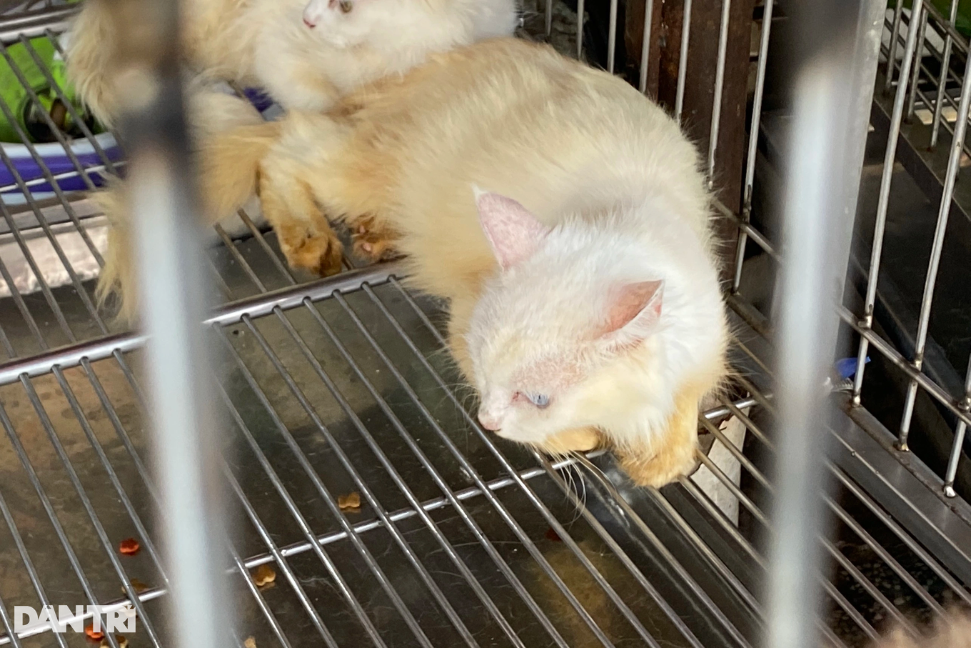 Những con vật không rõ nguồn gốc, nằm vật vờ trong lồng tại một cơ sở cung cấp chó, mèo trên đường Lê Hồng Phong (Ảnh: Hạ Di).