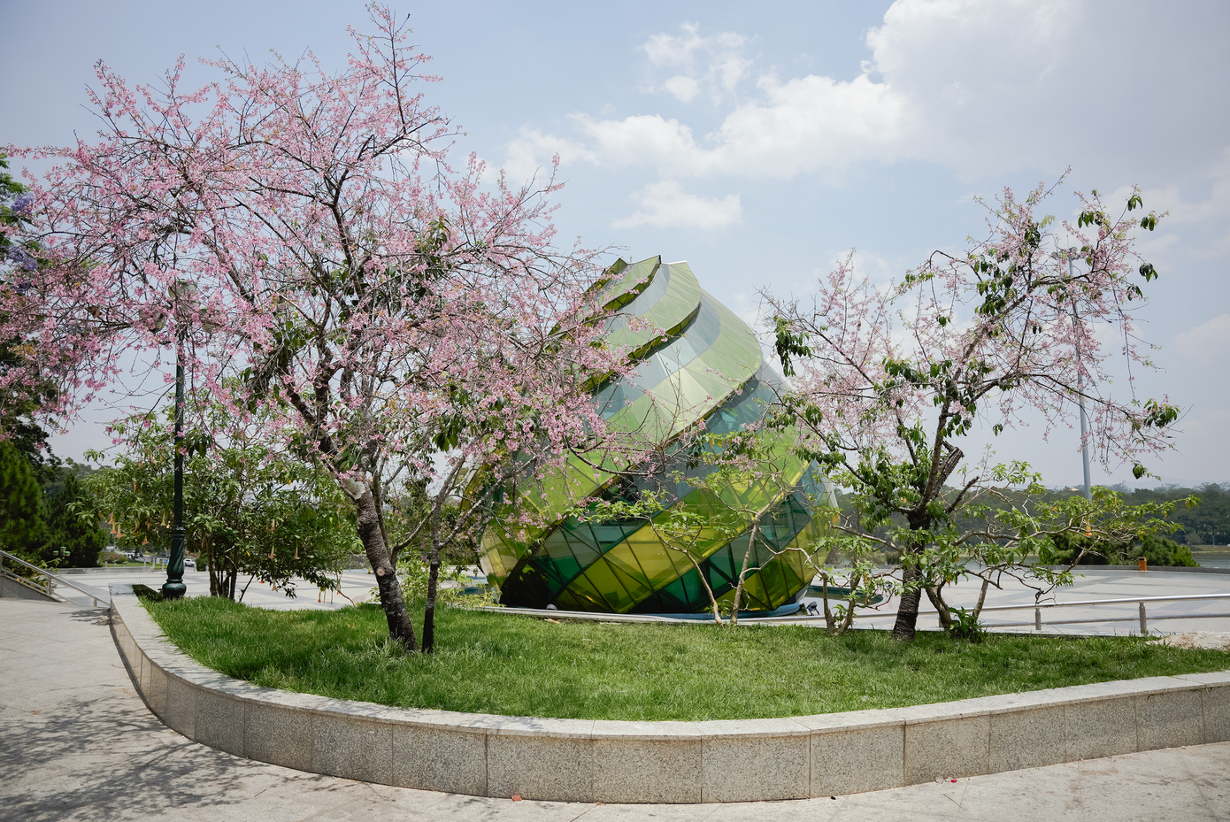 Hoa mai anh đào nở rộ bên quảng trường Lâm Viên - Đà Lạt. Ảnh: Nguyễn Văn Hào.