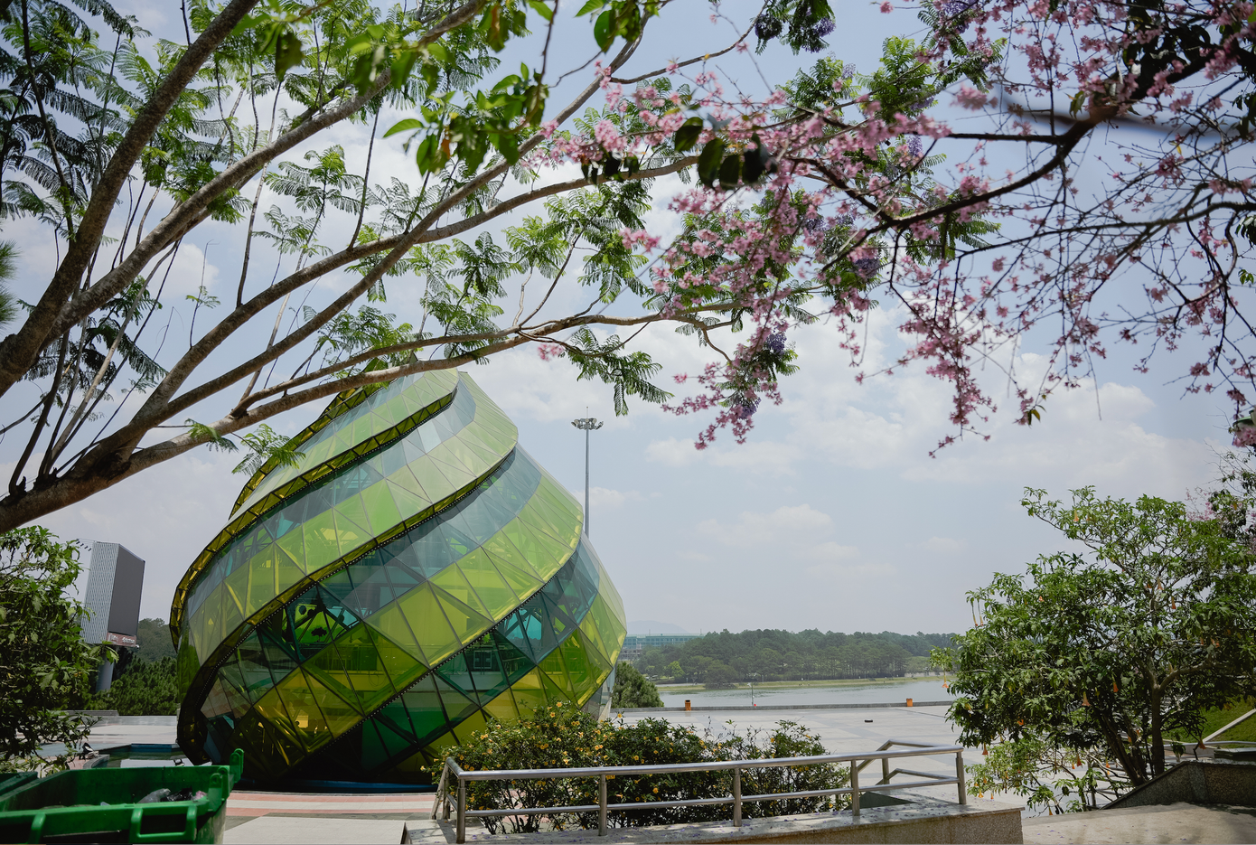 Hoa mai anh đào bên hồ Xuân Hương. Ảnh: Nguyễn Văn Hào.