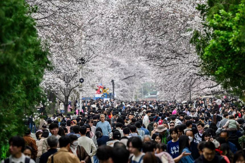 Người dân tham quan Lễ hội hoa anh đào Jinhae ở Changwon, Seoul, ngày 31/3. Ảnh: AFP.