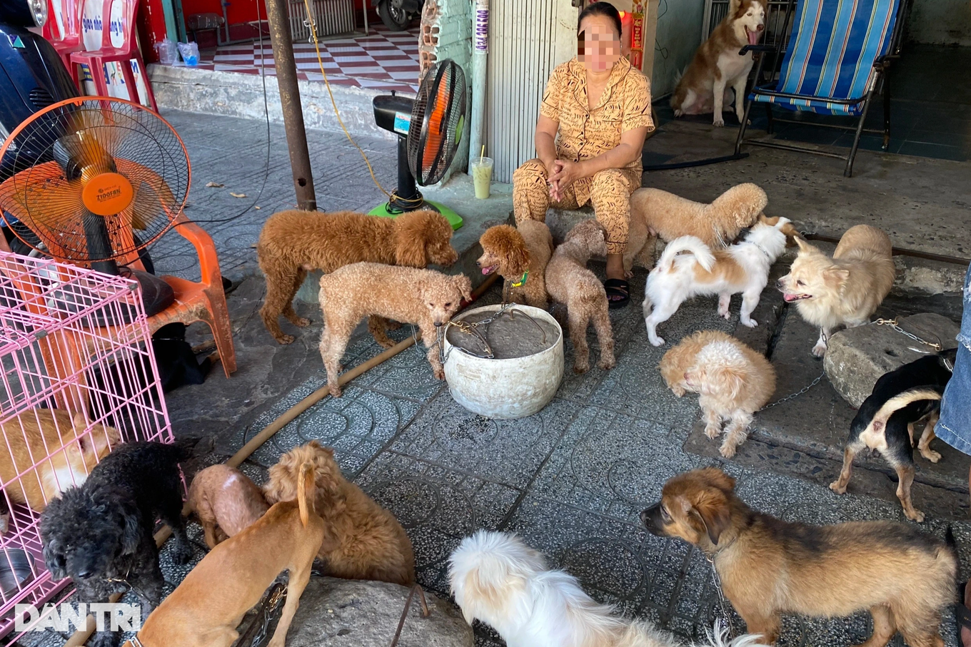 Nhân viên thừa nhận những con vật tại đây không có giấy tờ, nguồn gốc rõ ràng, nếu có thì cũng chỉ là... giấy tờ giả (Ảnh: Hạ Di).