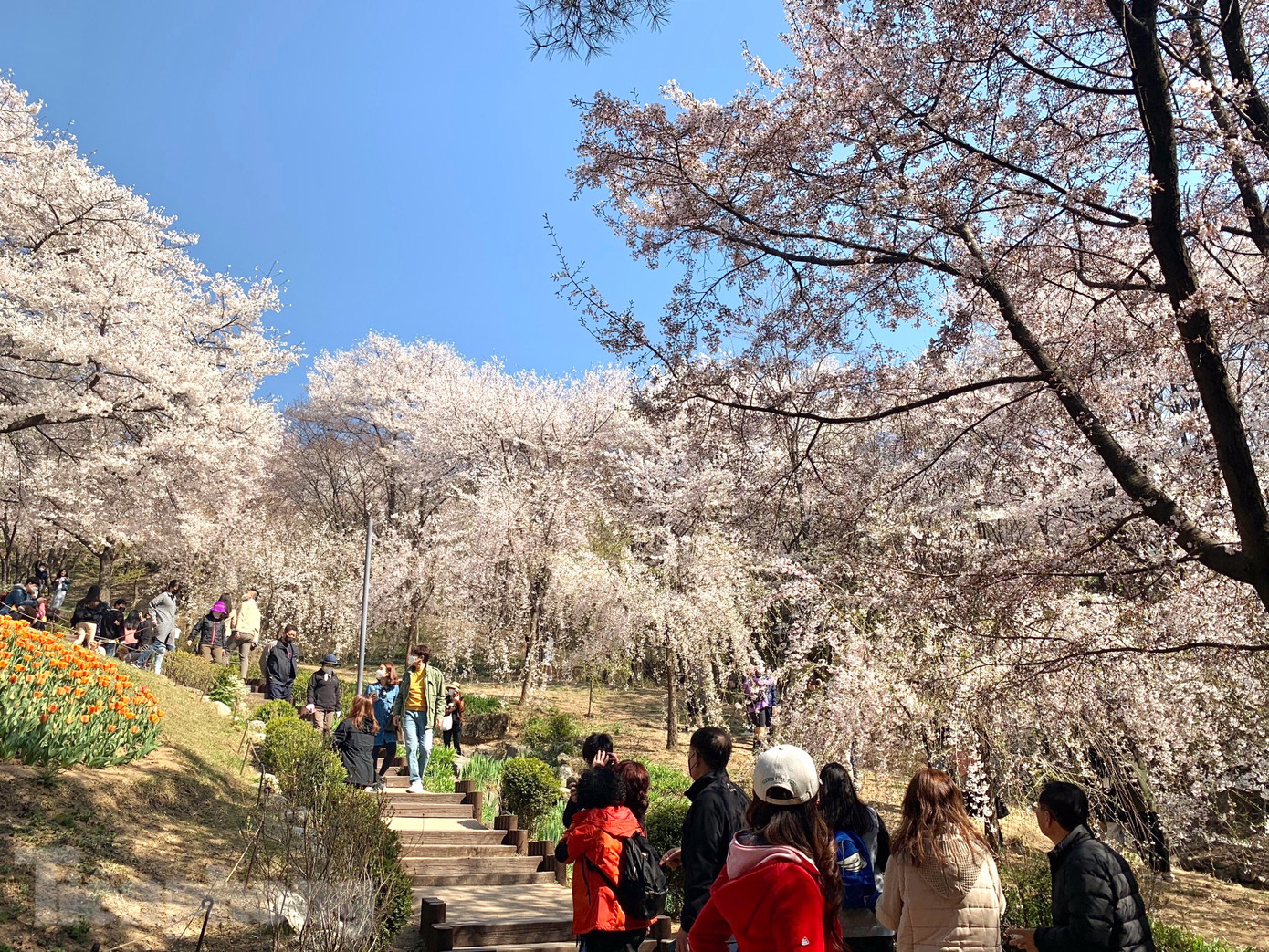 Hoa đào tại Hàn Quốc. Ảnh: Thanh Lại.