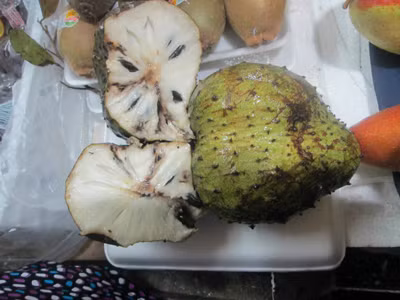 Từ lâu mãng cầu xiêm được lưu truyền trong dân gian như là một thứ quả chữa được nhiều bệnh, trong đó có khả năng làm tiêu tan các khối u. Từ lâu mãng cầu xiêm được lưu truyền trong dân gian như là một thứ quả chữa được nhiều bệnh, trong đó có khả năng làm tiêu tan các khối u