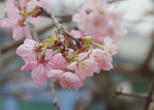 Anh đào trong sắc hồng đằm thắm