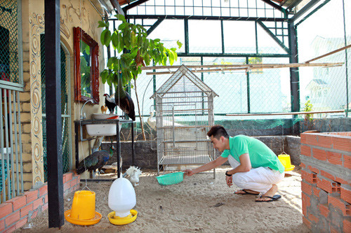 Thú chơi tốn kém và có phần hơi ngông là nuôi chim công, loài chim nằm trong danh sách động vật quý hiếm, xin giấy phép nuôi dưỡng chúng đã khó, bỏ công sức và tiền bạc càng là một vấn đề lớn