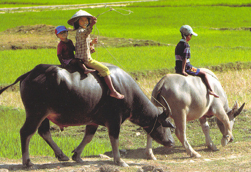 Chưa rõ mục đích mua phân trâu khô của tư thương Trung Quốc. Ảnh minh họa. Chưa rõ mục đích mua phân trâu khô của tư thương Trung Quốc. Ảnh minh họa