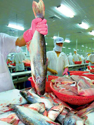 Chế biến cá tra xuất khẩu . Chế biến cá tra xuất khẩu