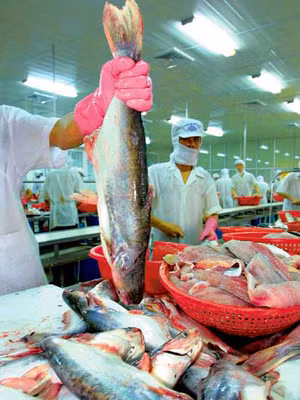 Chế biến cá tra xuất khẩu 