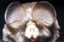 Dơi thùy tai to (Paracoelops megalotis). Ảnh : Peter Paul van Dijk. Dơi thùy tai to (Paracoelops megalotis). Ảnh : Peter Paul van Dijk.