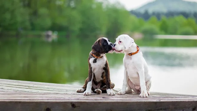 Hành vi liếm của chó bày tỏ tình cảm yêu thương