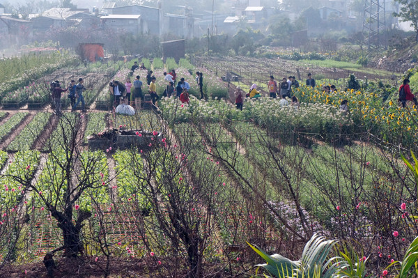 Hàng trăm người dân đổ xô tới 'công viên' tự phát chụp ảnh