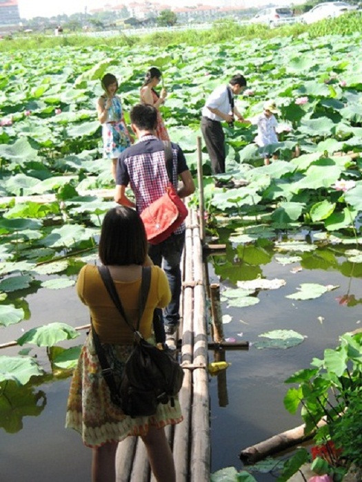 Giá vào chụp ảnh hoa sen có giá 20.000 đồng/người