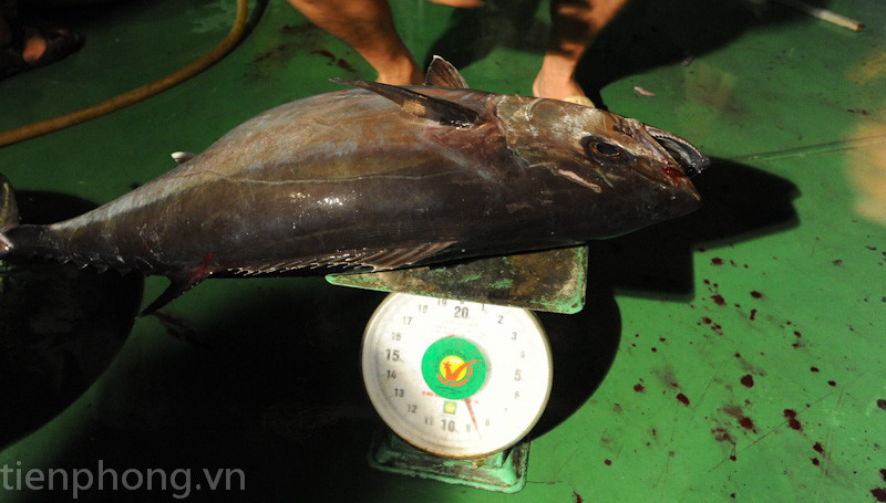 Con cá thu này nặng gần 9kg. Con cá thu này nặng gần 9kg