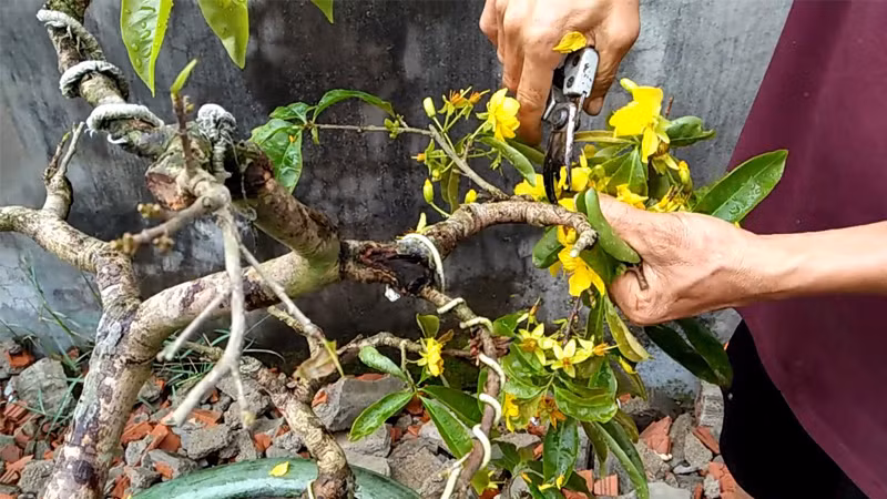 Nếu không được chăm sóc kịp thời, cây dễ bị suy kiệt, cành khô yếu, lá vàng hoặc không thể ra hoa đẹp vào năm sau.