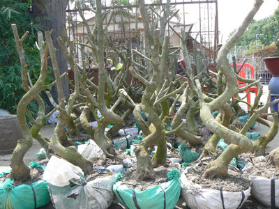 Mai nở hoa sớm được cưa nhánh để bán gốc