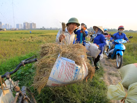 Nông dân xã Mễ Trì Thượng, huyện Từ Liêm trên cánh đồng. Ảnh: Như Ý