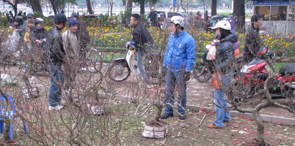 Nhiều người tìm mua đào chiều 29 Tết