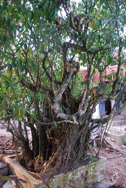 Chuyện lạ ở Thái Bình: 'Cụ cây' chục tỉ vạ vật bờ ao ảnh 2