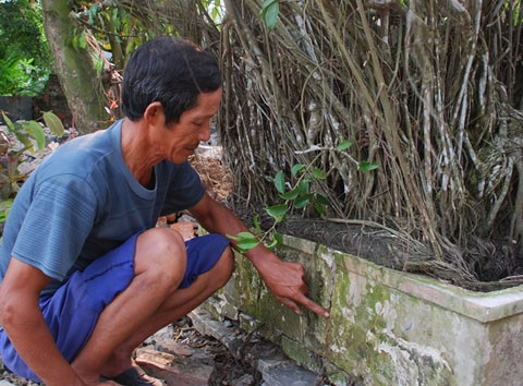 Chuyện lạ ở Thái Bình: 'Cụ cây' chục tỉ vạ vật bờ ao ảnh 1
