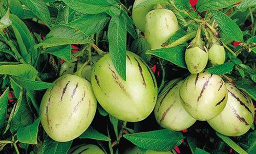 Điểm mặt những loại rau quả mê tít được săn lùng trong dịp tết ảnh 2