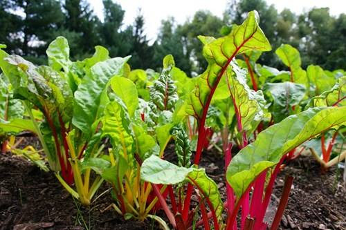 Điểm mặt những loại rau quả mê tít được săn lùng trong dịp tết ảnh 5