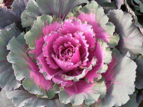 Điểm mặt những loại rau quả mê tít được săn lùng trong dịp tết ảnh 1