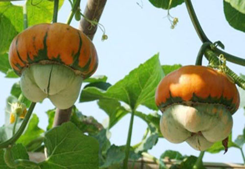 Điểm mặt những loại rau quả mê tít được săn lùng trong dịp tết ảnh 4