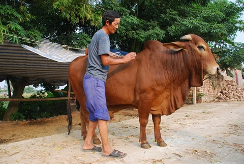 Chuyện lạ ở Thái Bình: 'Cụ cây' chục tỉ vạ vật bờ ao ảnh 3