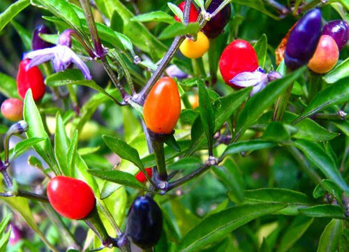 Điểm mặt những loại rau quả mê tít được săn lùng trong dịp tết ảnh 7